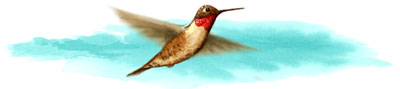  Anna's Hummingbird  To many, hummingbirds are considered to be symbols of peace, love, happiness, enthusiasm, energy, rebirth, and accomplishing that which seems impossible. They are peaceful little birds, but protect their homeland with the heart of an eagle.